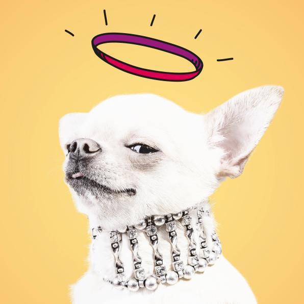 Specialising in dog food that is free of processed meat, additives and artificial nonsense, Good Natured is a modern brand inspired by five special dogs.