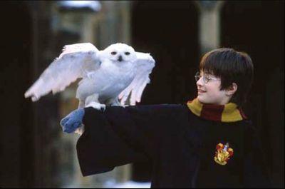 Lectora compulsiva.Hogwarts.Distrito 12.Nefilim de nacimiento. Patch es mi ángel. AFTER ALL THIS TIME? -ALWAYS.