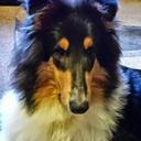 Marion Shepherd (@5b386bebb983403) Twitter