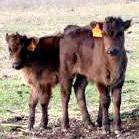 garapuyo's profile picture. 