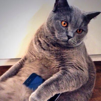 I am a British Shorthair that means I am royal as fuck - All I like is meat and good pussy
