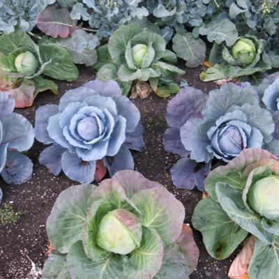 Retiredmedic3's profile picture. Retired from EMS and Emergency Management.  volunteer Red Cross coordinator for Johnston county.