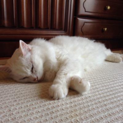 バンドとテレビと猫がすき。