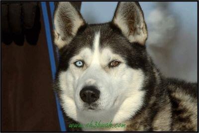 ramadan514's profile picture. 