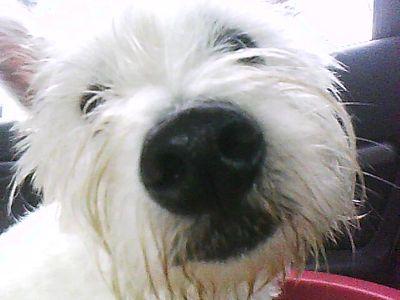 ScottRoss83's profile picture. 