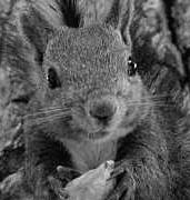 ニコ生主やってたりする生き物ですｗｗ  よければフォローしてやってください