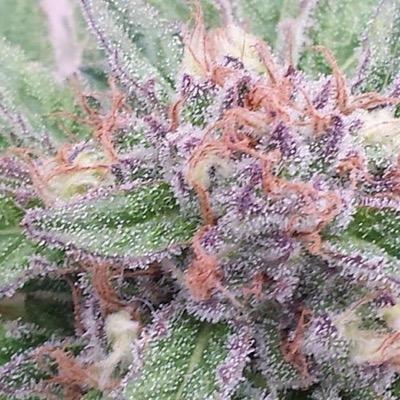 LeonardSelph's profile picture. Organically grown bud and plants delivered to you. 420 compliance required before delivery via text or email.