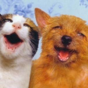 Best Humor Videos from all the internet
