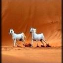 غداً اجمل (@05Sgdr) Twitter