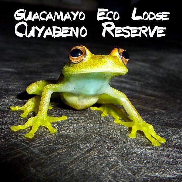 We are the best Lodging in Cuyabeno Reserve, witht he best Excursions and Birdwatching Tours in the Ecuadorian Rasinforest! We are Guacamayo Eco Lodge