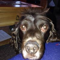 Ann Dingman (@anndingmantgt) 's Twitter Profile