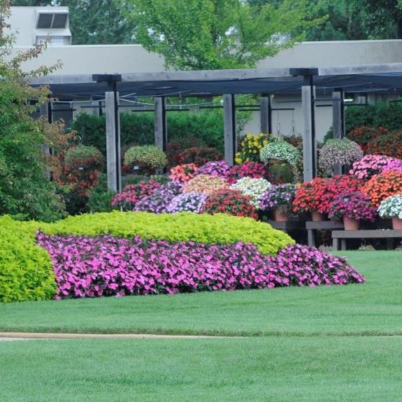 The Gardens at Ball have been the evaluation and testing grounds for the world’s wealth of horticultural introductions and improvements for nearly 80 years.