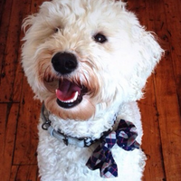 Napa the Dog (@napathedog) 's Twitter Profile