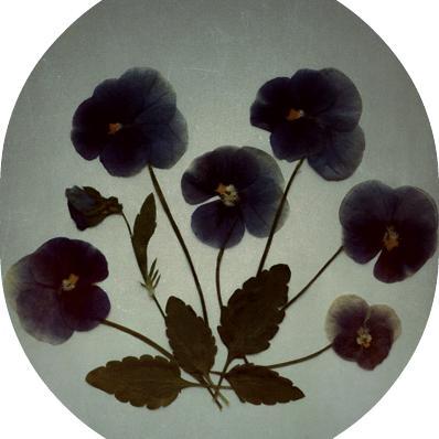 slow_creation's profile picture. 