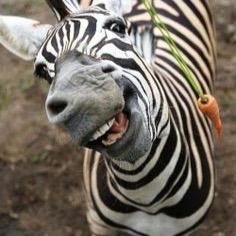 Us zebras are alot more than just stripes and a tight butt, Let me tell you about it.