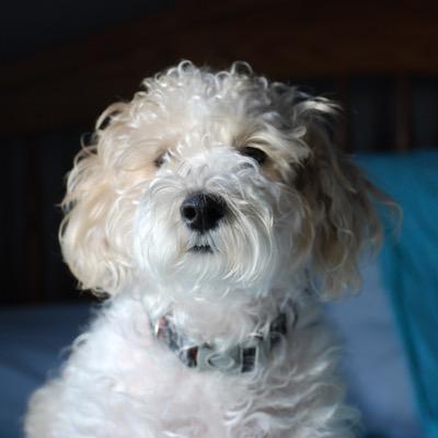 A 3 year old schnoodle just trying to survive in this dog eat dog world.