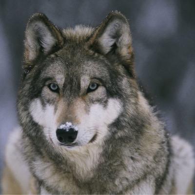 Toolfreak58's profile picture. Born in N.St.Louis in The Hyde Park Neighborhood, On March 8, Married 30yrs. Have 2 boys that have grown up to be fine young men.