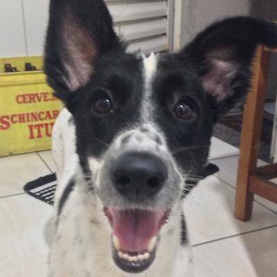 Guaxinim, cachorro, vira lata, preto, branco e ainda luto pela igualdade racial.