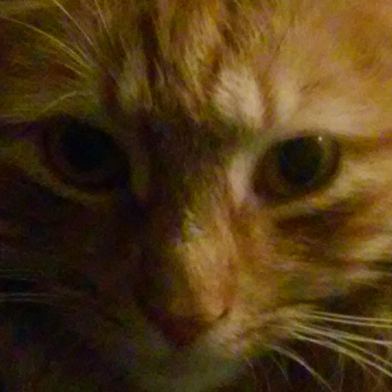 Writer. Mom to an incredible human and furbabies. Advocate for the disabled. Animals ARE the greatest. Yes, there's more...
