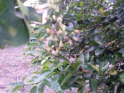 Agronomo UAAAN, productor de cítricos y maiz