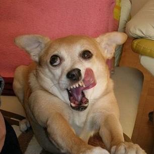 黙れカキふらいさんのプロフィール画像