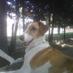 florence pestelli (@flopestelli) Twitter profile photo