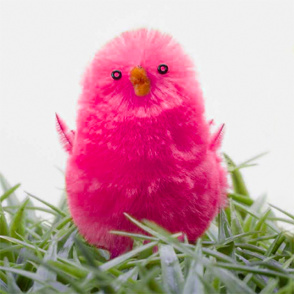 prayforchickens's profile picture. Mi madre solía regalarme un pollito rosa cada semana. Me gustaba abrazarlos fuerte y achucharlos en mi regazo. Nunca entendí por qué esos bichos dormían tanto.