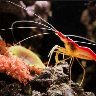 theredtang's profile picture. http://t.co/5tCY0ArvzC ⚓️ Reef Wallpapers + Free Reef Info ⚓️ REEF ADDICT⚓️