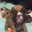 Candace Bird - @RockyMtnBoxers - Twitter