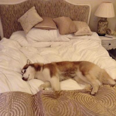 @LupacchiottoDog