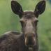 Amherst Moose (@amherstmoose) Twitter profile photo