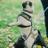 bambam_pug