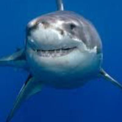 Shark_Katharine Profile Picture