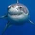 Katharine The Shark (@Shark_Katharine) Twitter profile photo