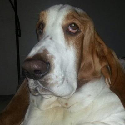 I'm told I look like a basset hound so I took a picture of my basset! He's much cuter anyway :)