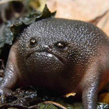 a rotten evil shit. step on me please