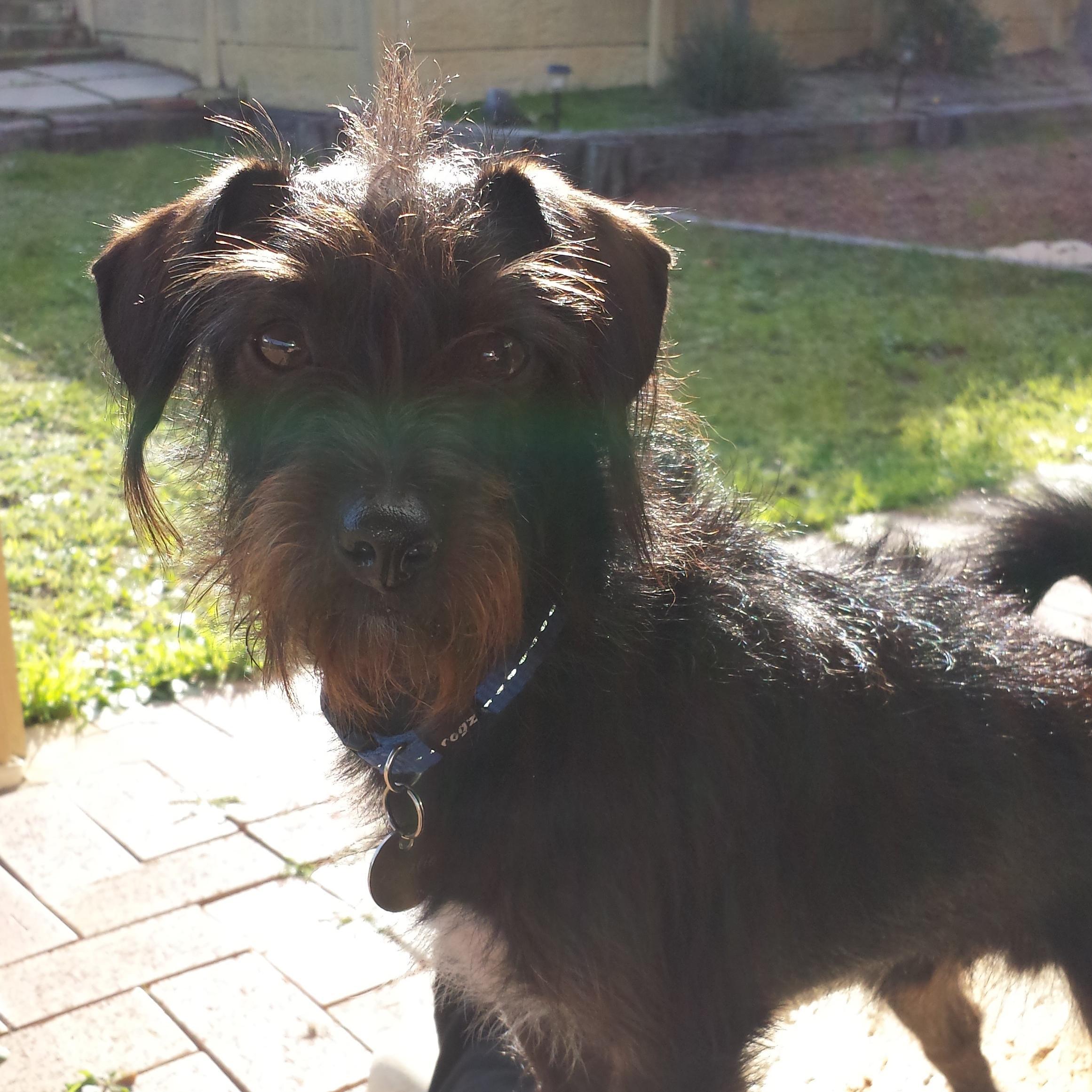 My name is Charlie. I am a JRT x Toy Poodle or Jackapoo. My favourite things are food, wrestling, food,  my toy lady lion, food and puppicinos!