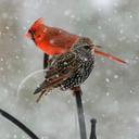 ken chen - @Willow_Beaver - Twitter