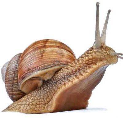 just follow the snail trail