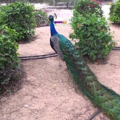 Eastqueen369's profile picture. فتاه تعيش واقع جميل ، احلامها تهيم بها حد السماء ،  صحفيه انقل الحقيقه ، وما زال للحديث بقيه