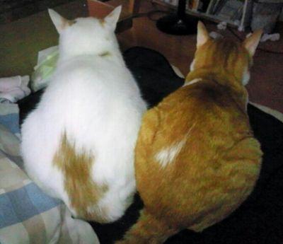 kajio_kedama's profile picture. 家事夫の奥さんです(*´▽｀*)