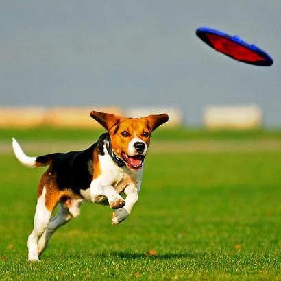 Premium Dog Food for Man's best friend- *distribution account for southeast* rated five stars by http://t.co/KjnIMltcxI
