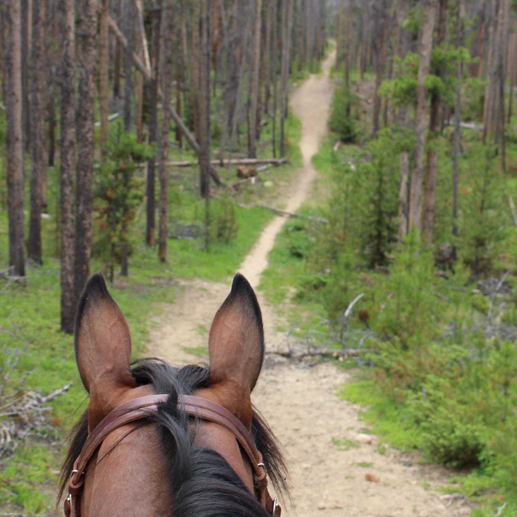 netc4u's profile picture. Uniting People, ideas, & technology in the development & sustainability of equestrian activities