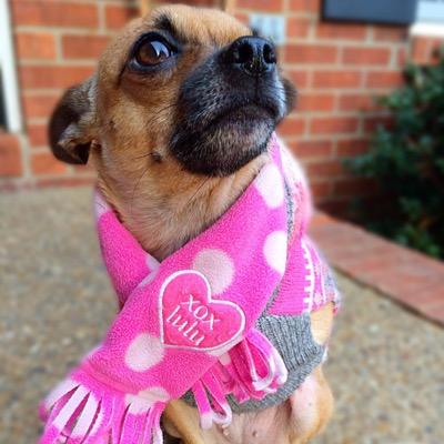 I'm just a three legged, skateboarding chihuahua who is living the life of a diva. In my world, it's all about ME!
