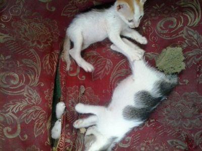 Rudisitinjak's profile picture. 