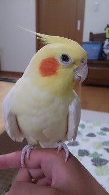 蒼井翔太を愛する高1です 無言ﾌｫﾛｰ OK                                                            ♔蒼井翔太ｸﾗｽﾀ♔                                             しょーたんｱﾙﾊﾞﾑ発売おめでとう