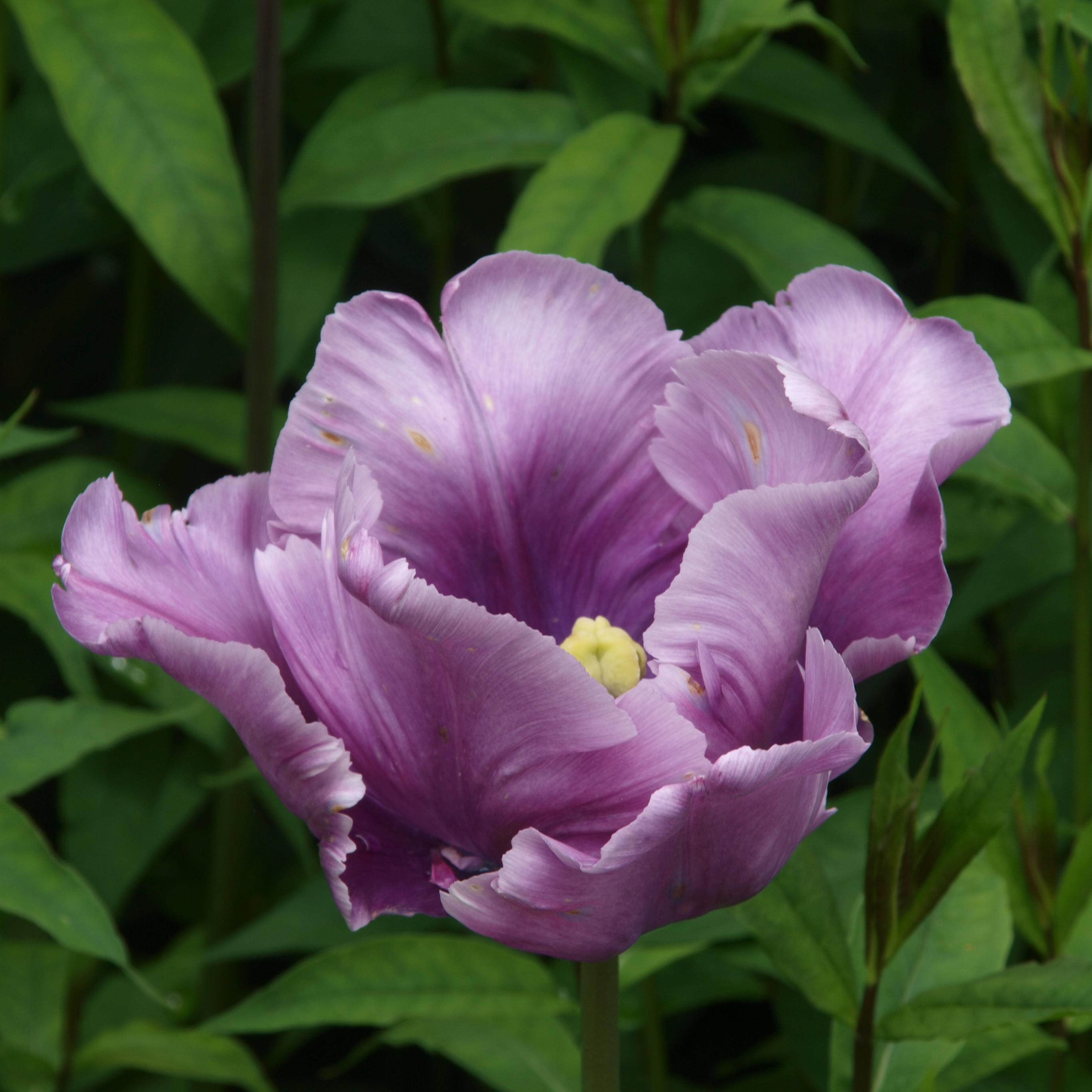 Plant & Garden Addict.   Loves making my garden Longstanding member of WFGA.