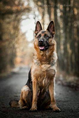 My owners are @Her_Captain and @NewYorkSavior_ .  I am a full blood German Shephard. My duty is to protect my master.