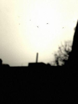 8a9eb409fe7e4af's profile picture. student...cricket..football..