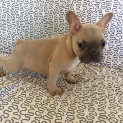 Website up soon;;❤
French bulldog connoisseur❤;;I only Produce the Finest quality Frenchies❤;;Contact for available puppies info@uniquefrenchbulldogs.co.uk❤